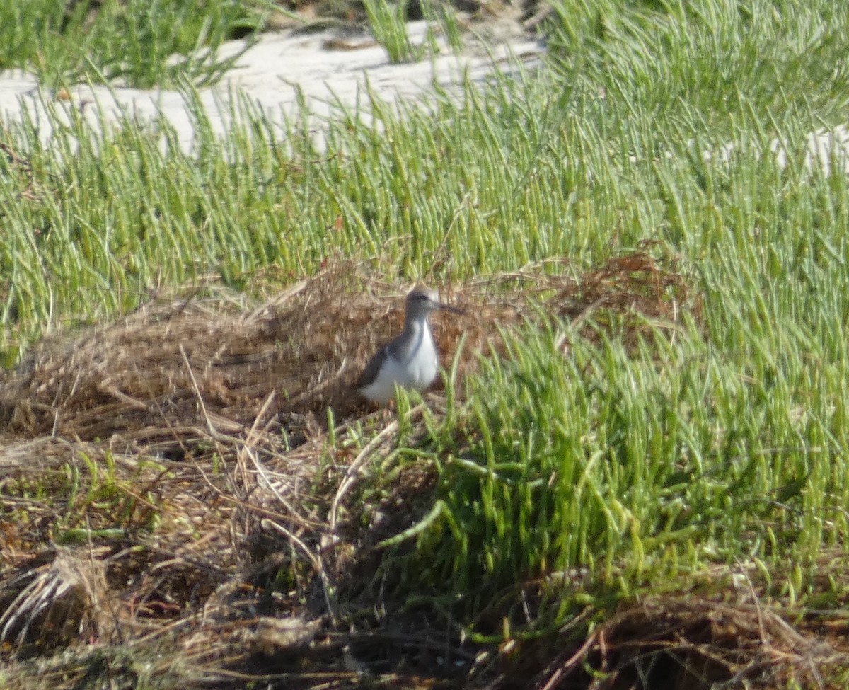 Хайргын хөгчүү - ML645809392