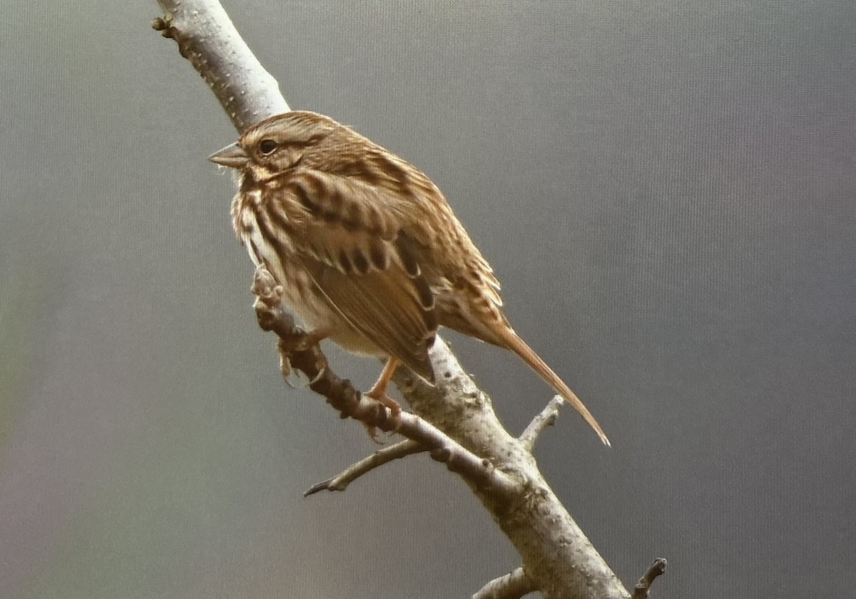 strnadec zpěvný - ML645809395