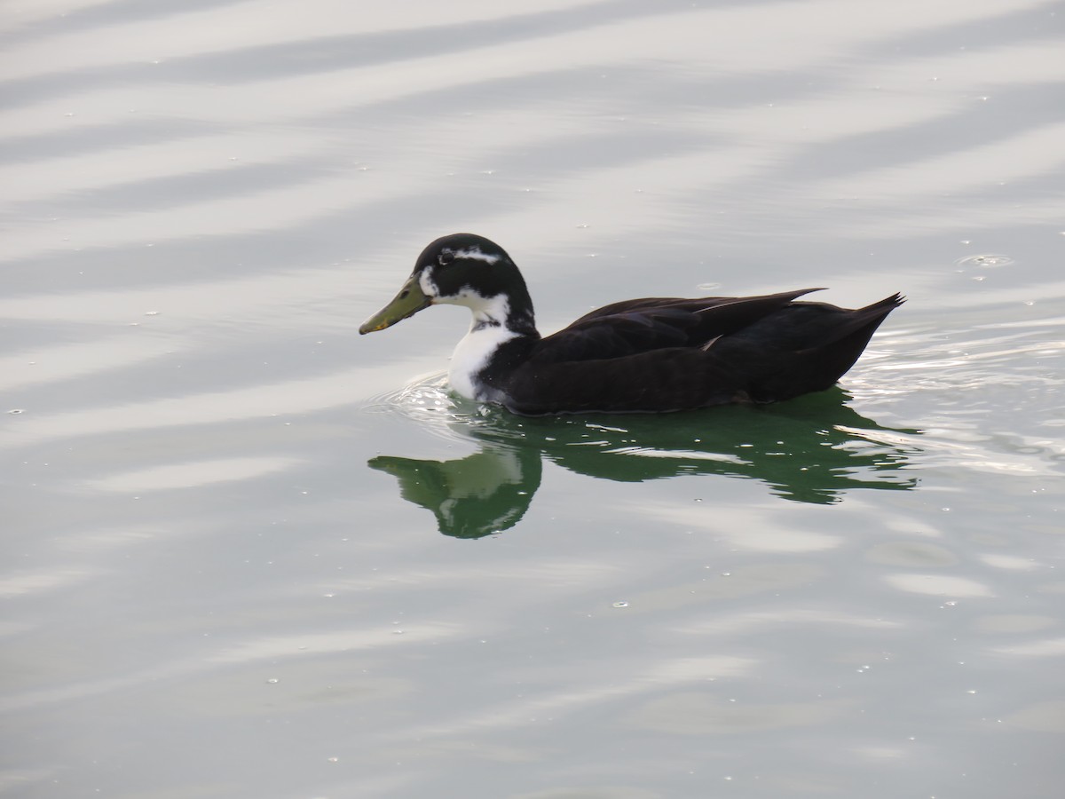 Yeşilbaş (evcil tip) - ML645809397