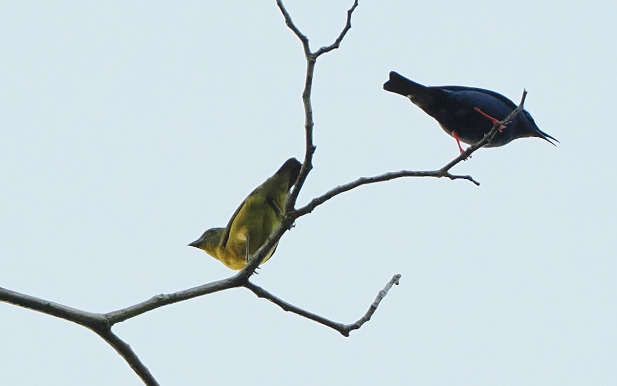Golden-sided Euphonia - ML645809402