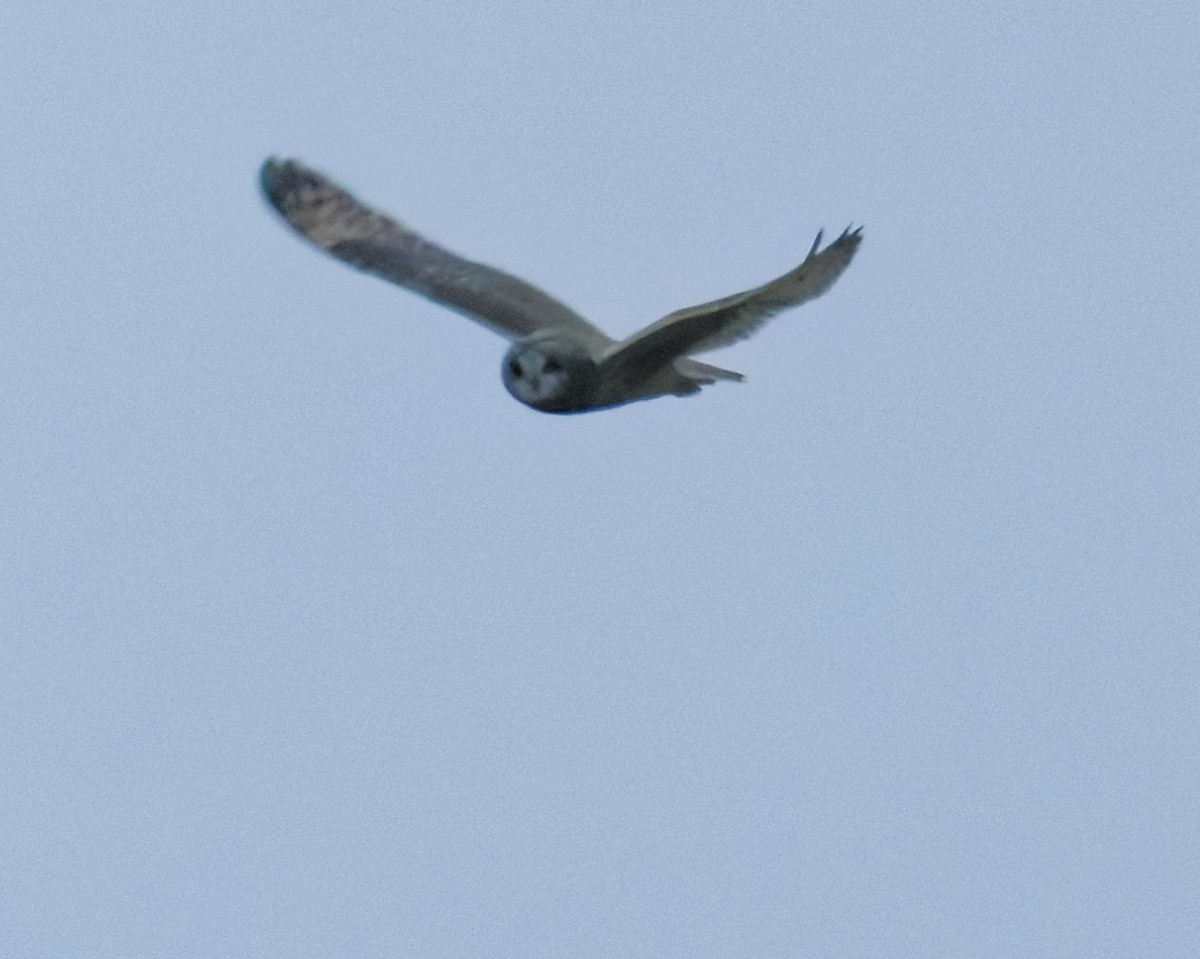 Short-eared Owl - ML645809406