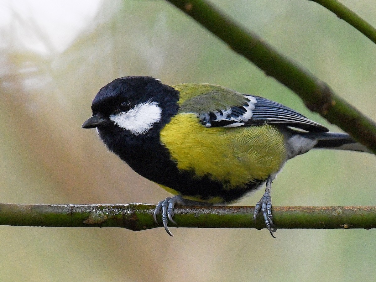 Bergkohlmeise - ML645809408