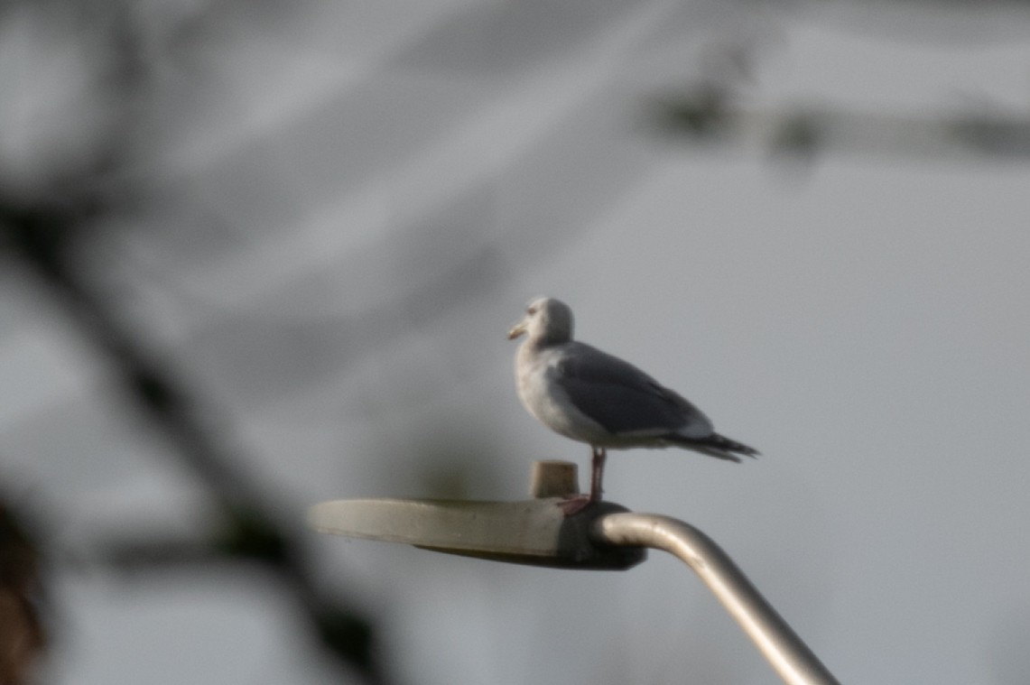 American Herring Gull - ML645809409