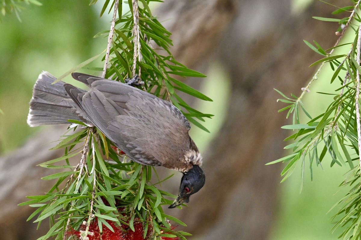 Noisy Friarbird - ML645809412