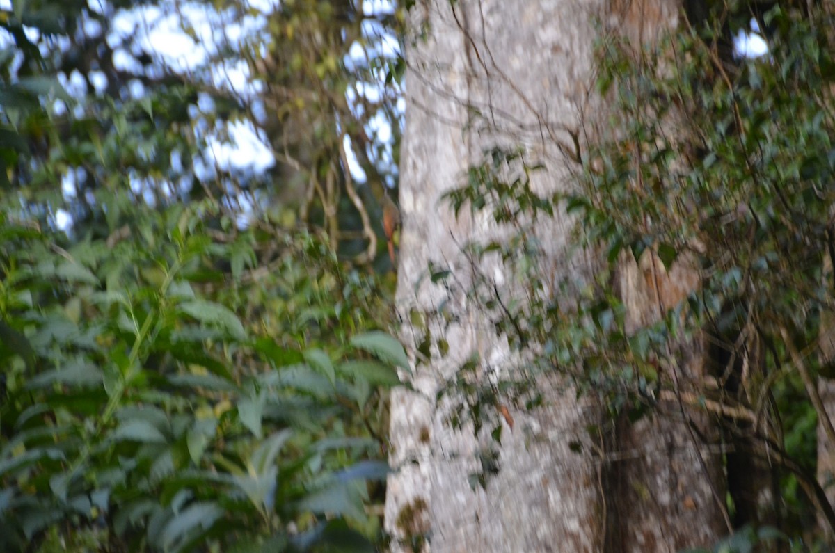 Olivaceous Woodcreeper - ML645809418