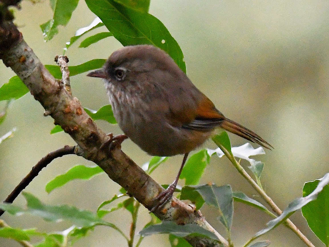Фульвета тайванська - ML645809421