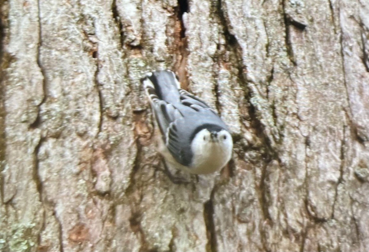 Sittelle à poitrine blanche - ML645809423