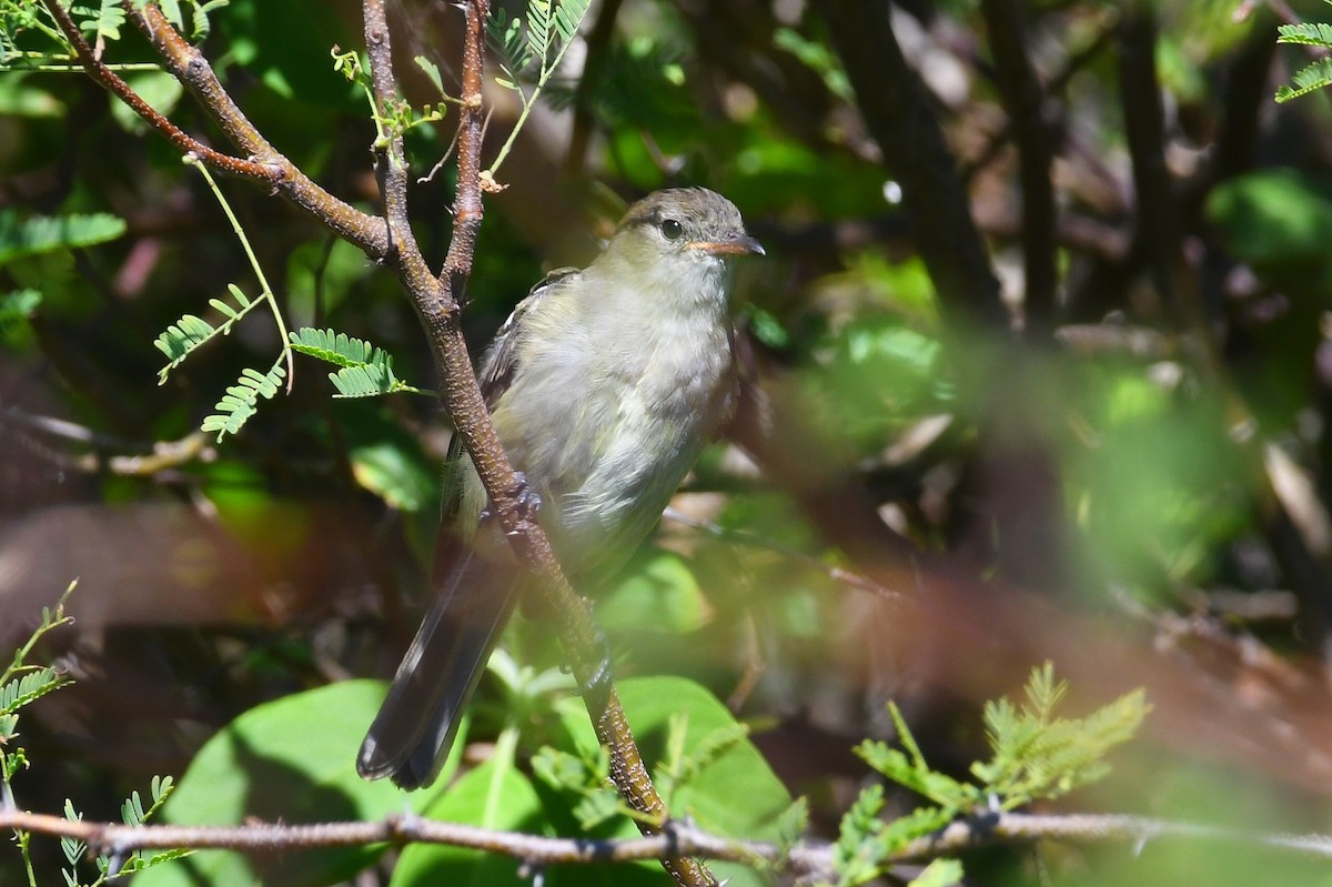 Élénie siffleuse - ML645809427