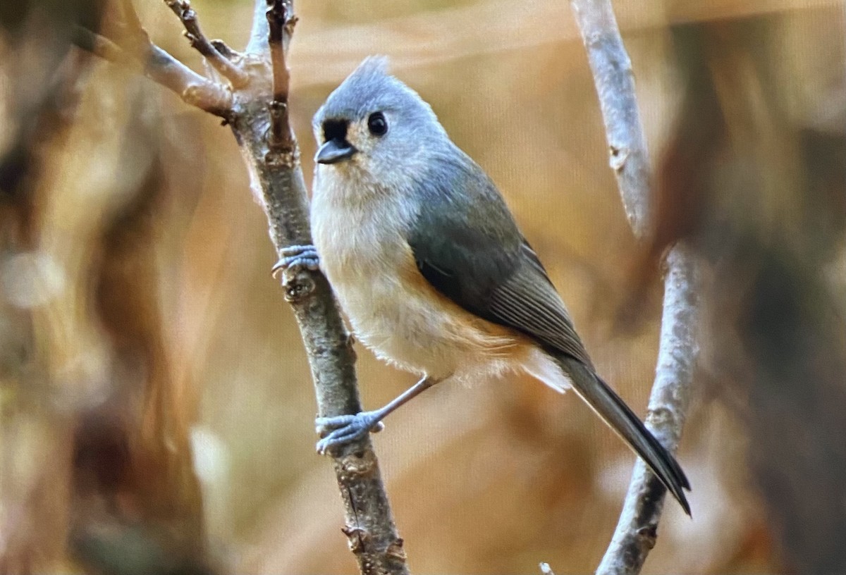 sýkora rezavoboká - ML645809428