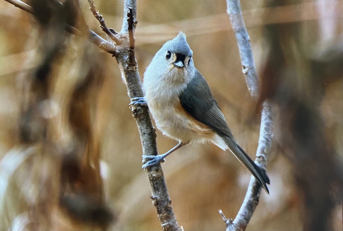 sýkora rezavoboká - ML645809429