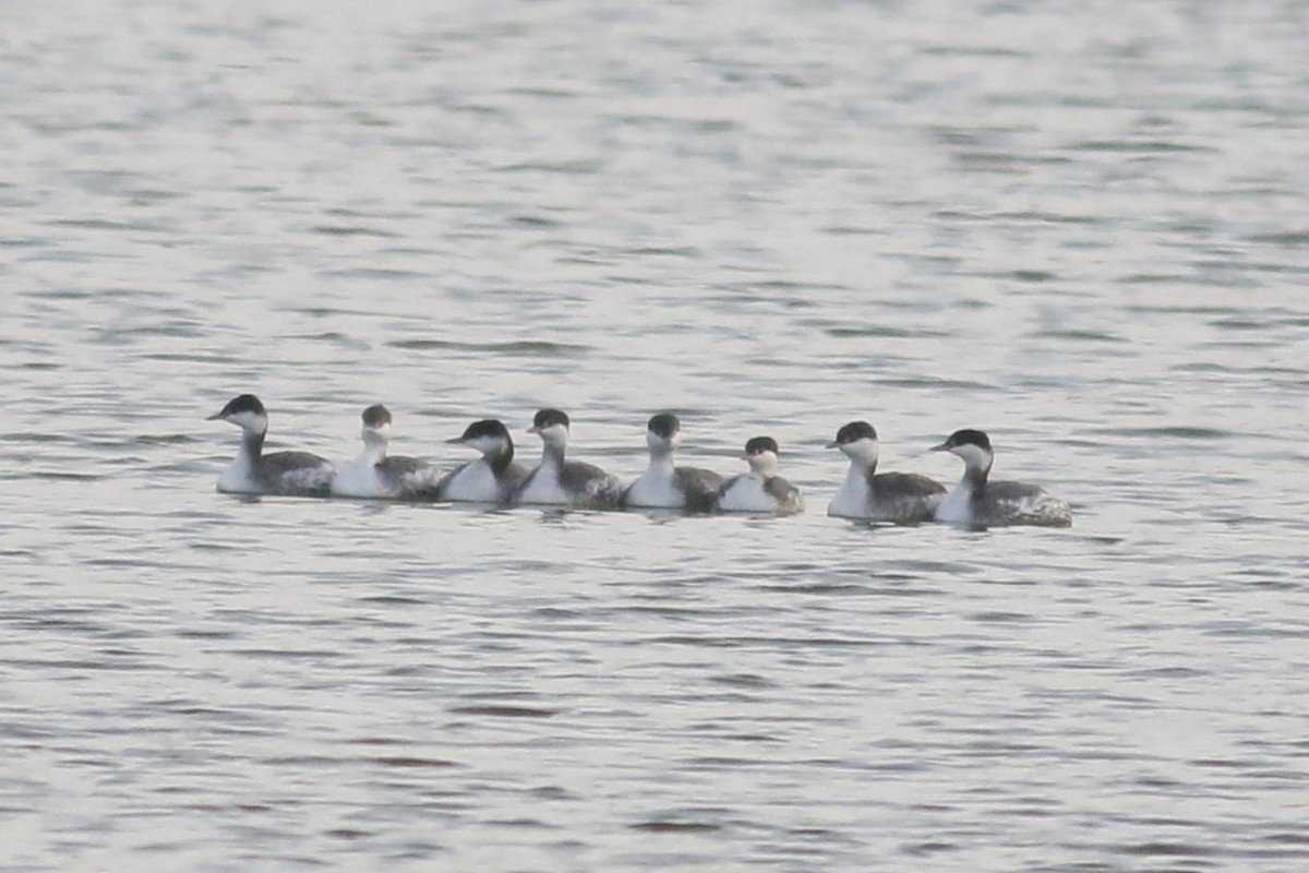 Horned Grebe - ML645809435