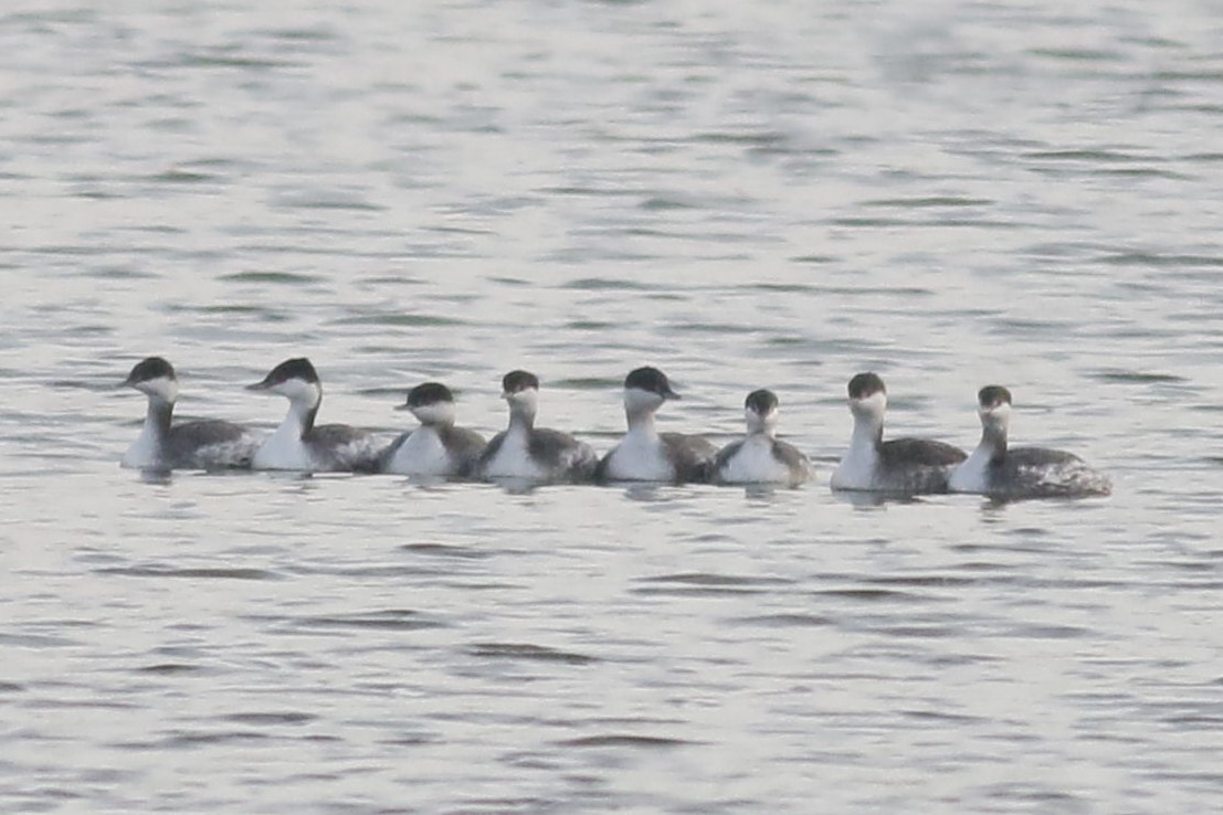 Horned Grebe - ML645809436