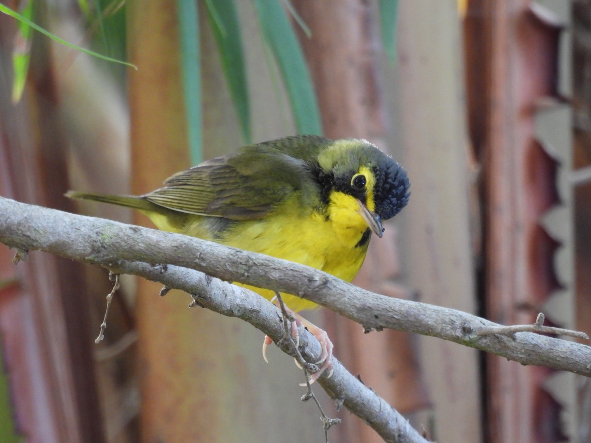 kentuckyparula - ML645809437