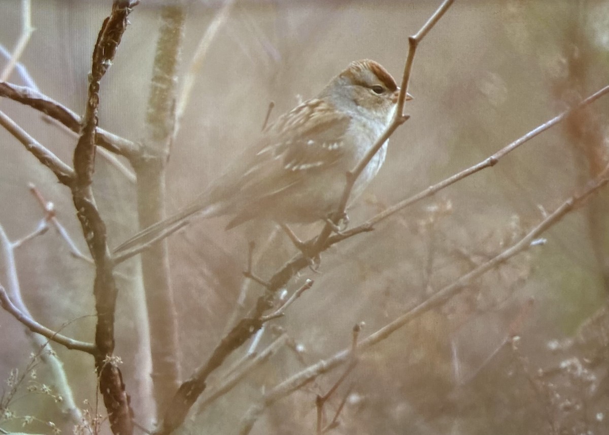 strnadec bělopásý - ML645809439