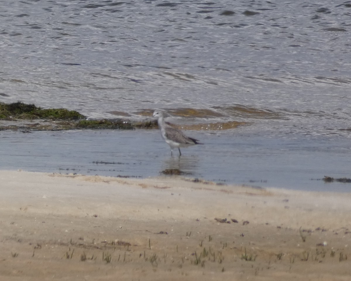 Үхэр хөгчүү - ML645809440