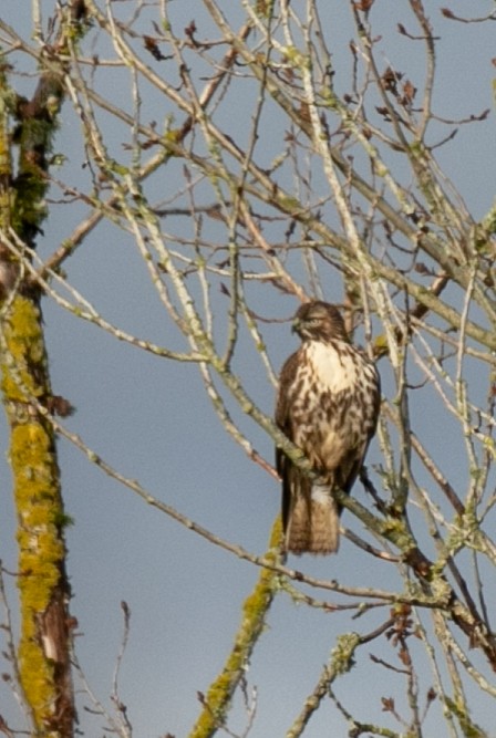 Red-tailed Hawk - ML645809441