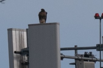 Red-tailed Hawk - ML645809442