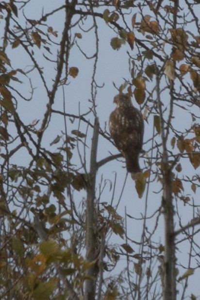 Red-tailed Hawk - ML645809443