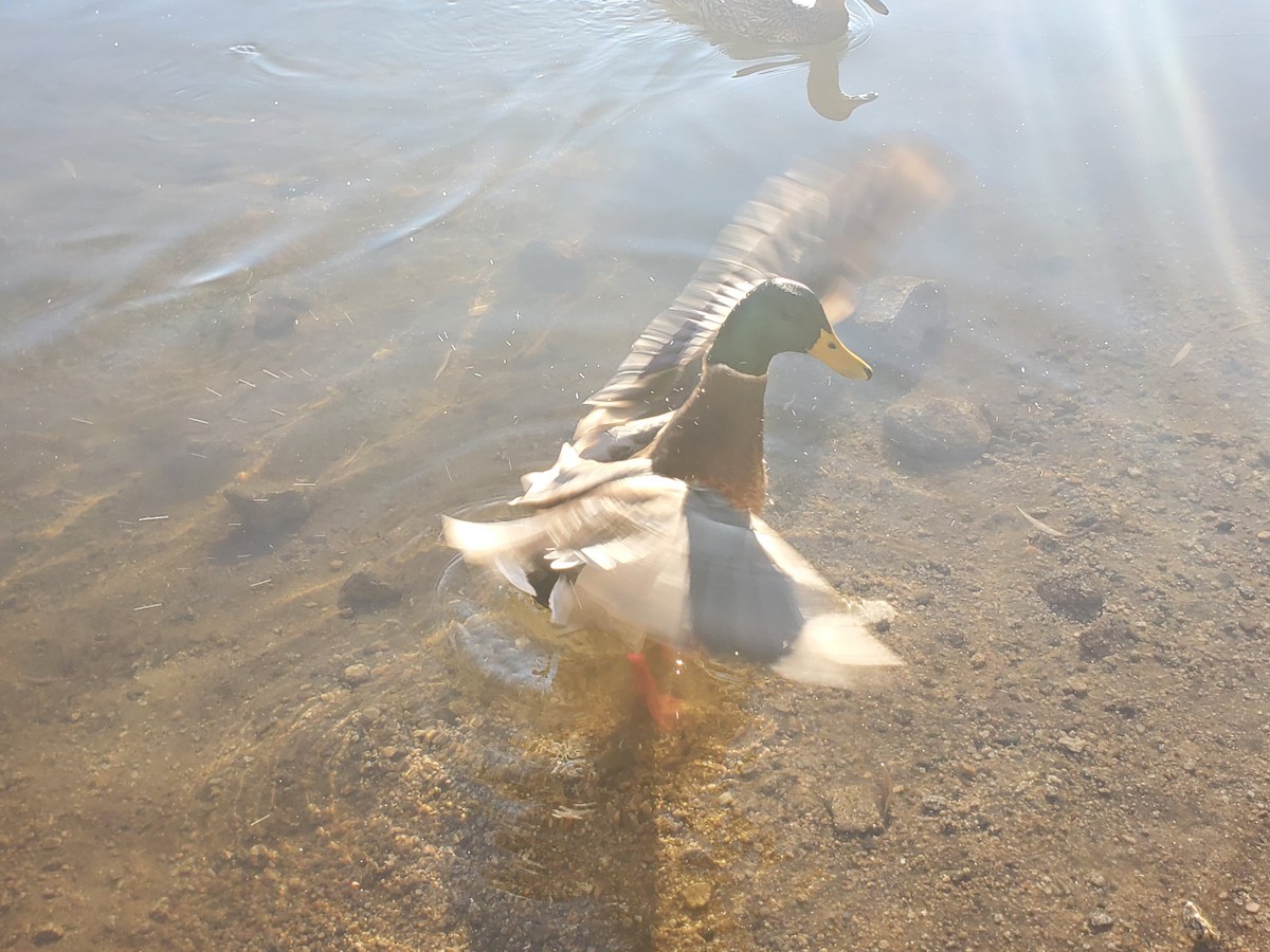 綠頭鴨 - ML645809444