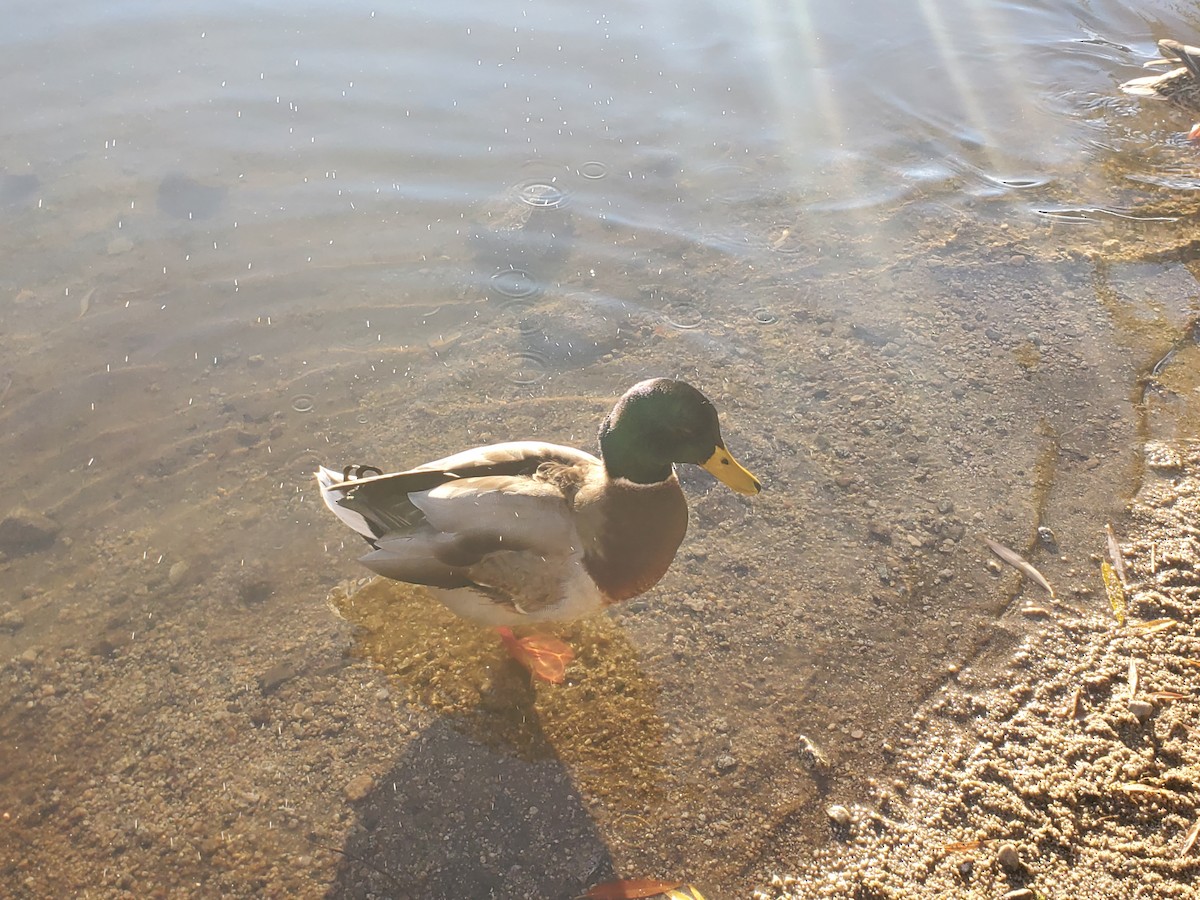 綠頭鴨 - ML645809450