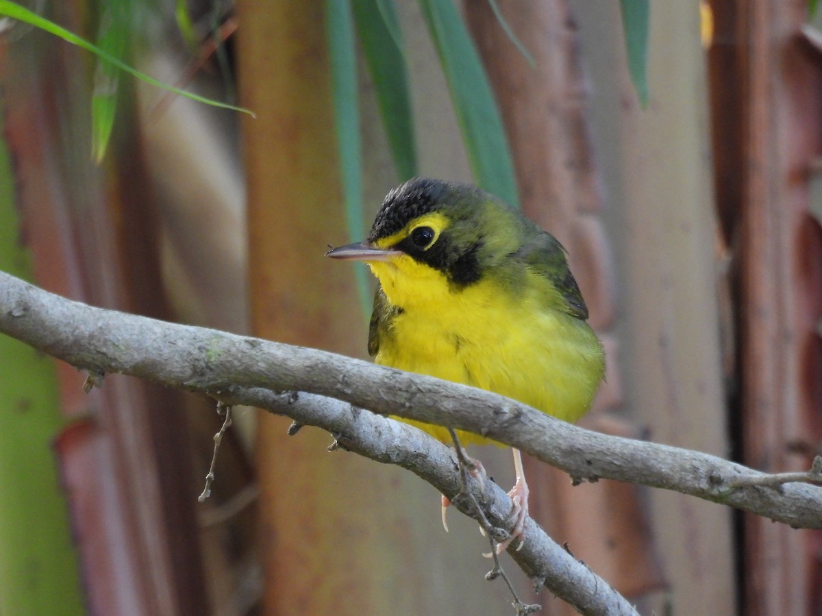 kentuckyparula - ML645809452