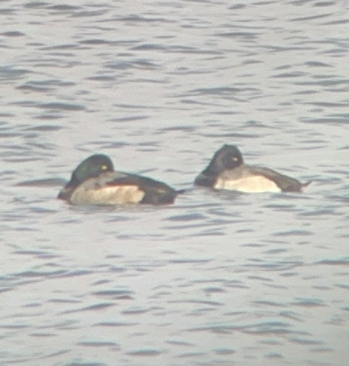 Greater Scaup - ML645809455