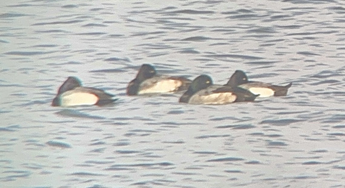 Greater Scaup - ML645809456