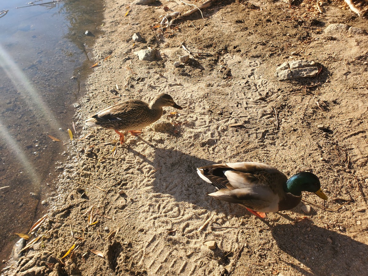 綠頭鴨 - ML645809470