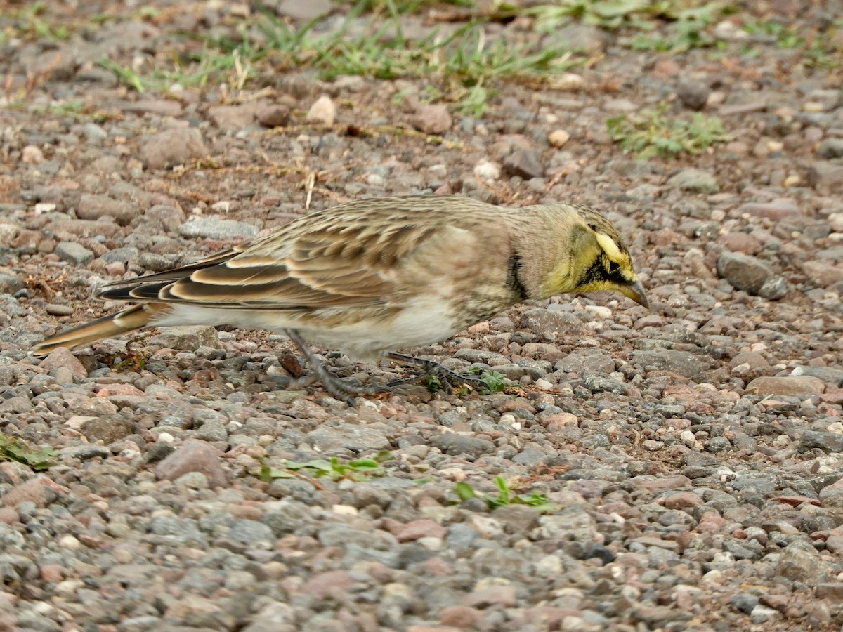 Alondra Cornuda - ML645809489