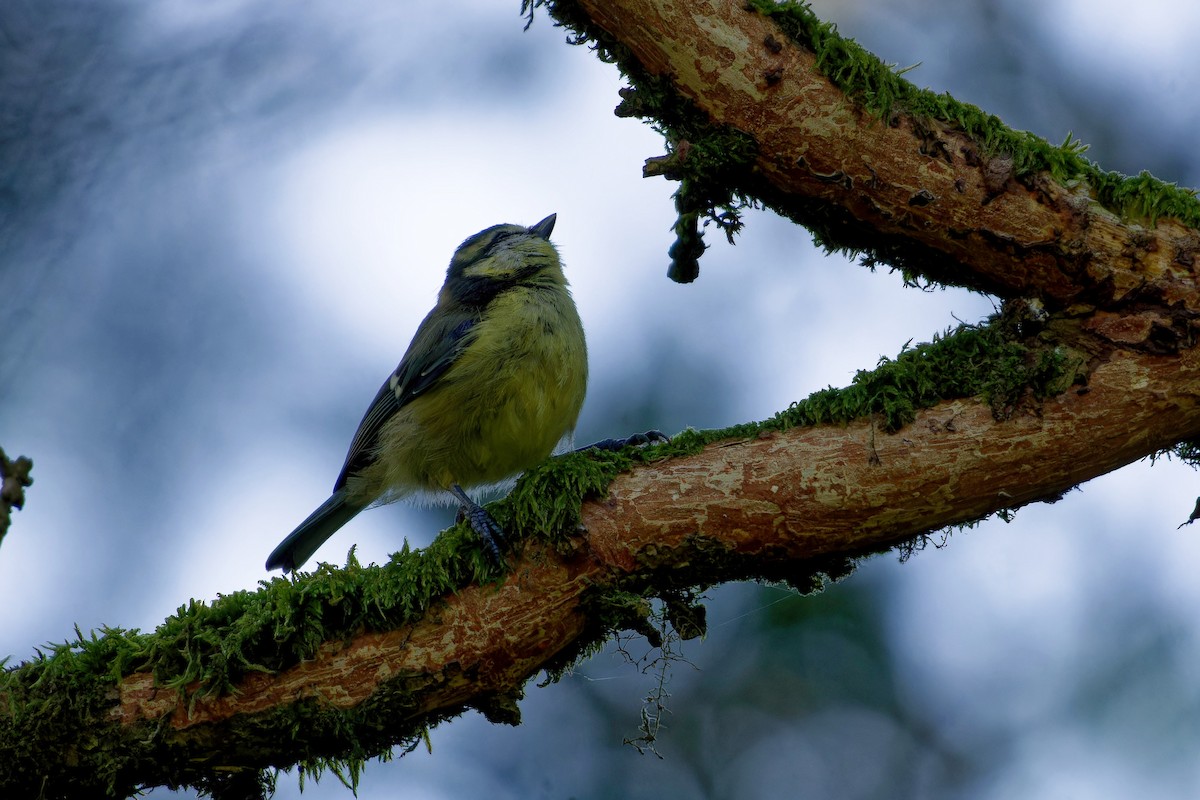 Eurasian Blue Tit - ML645809499