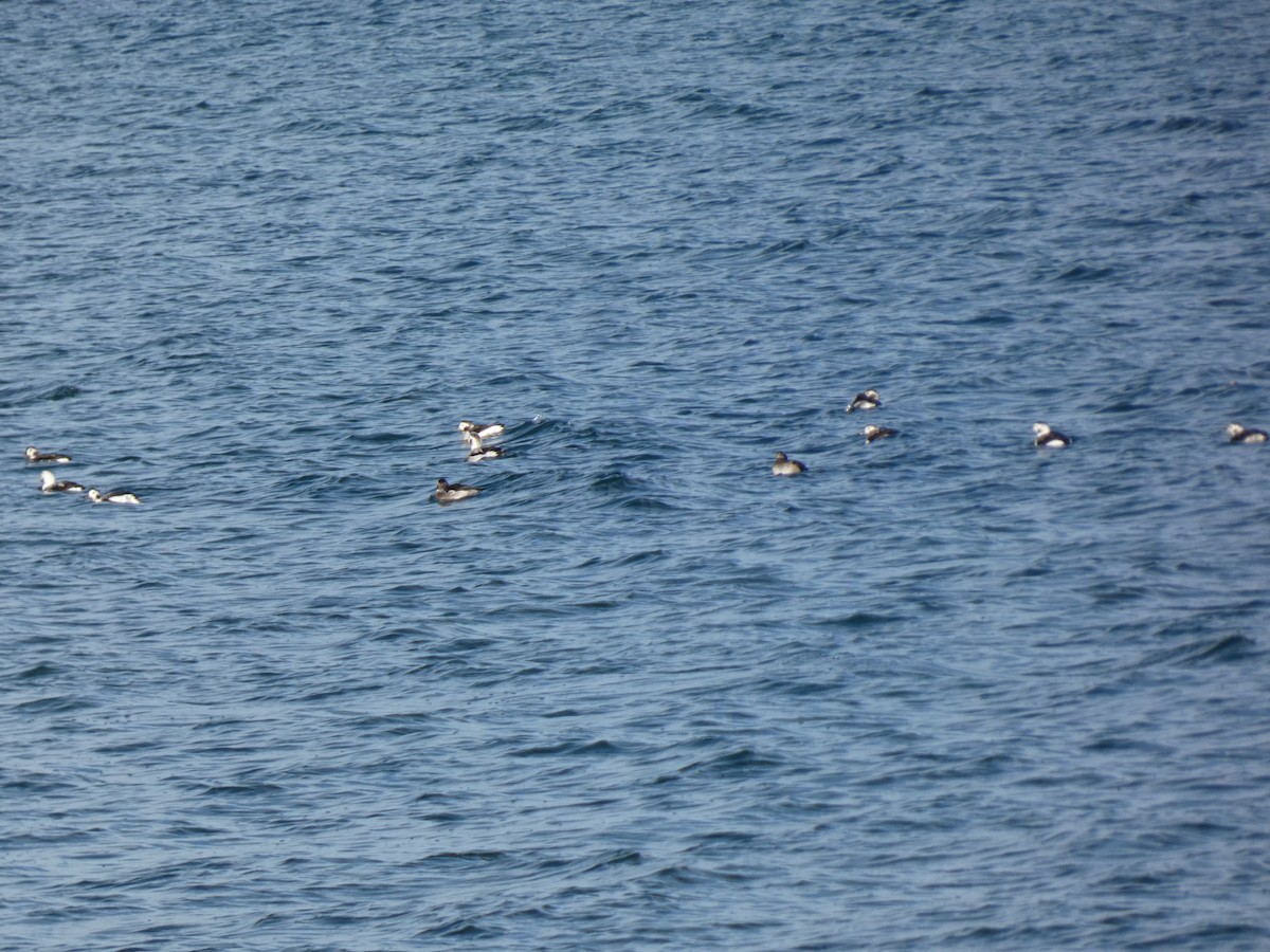 hoholka lední - ML645809526