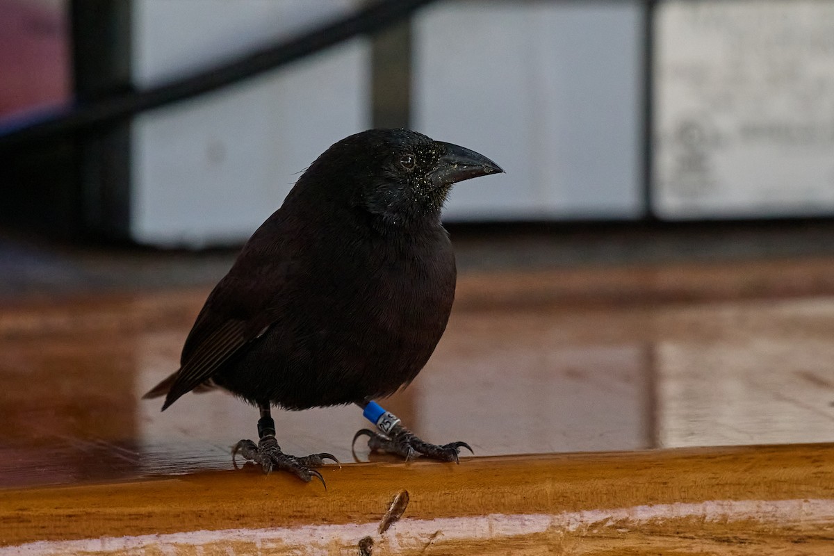 Землянчик кактусовий - ML645809530