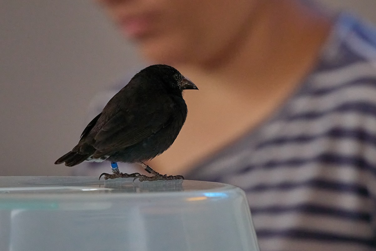 Землянчик кактусовий - ML645809531