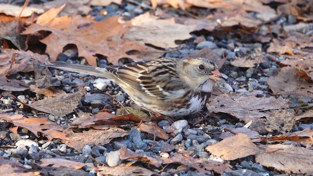 Бруант північний - ML645809559