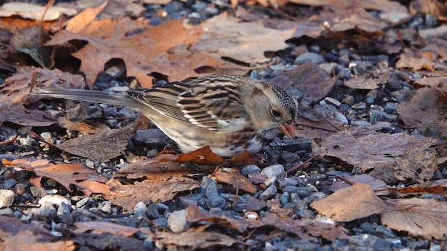 Бруант північний - ML645809570