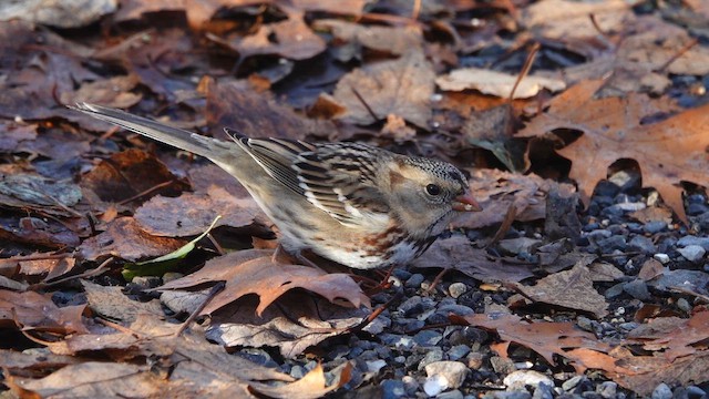 Бруант північний - ML645809571