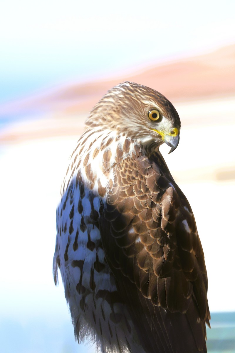 Cooper's Hawk - ML645809594