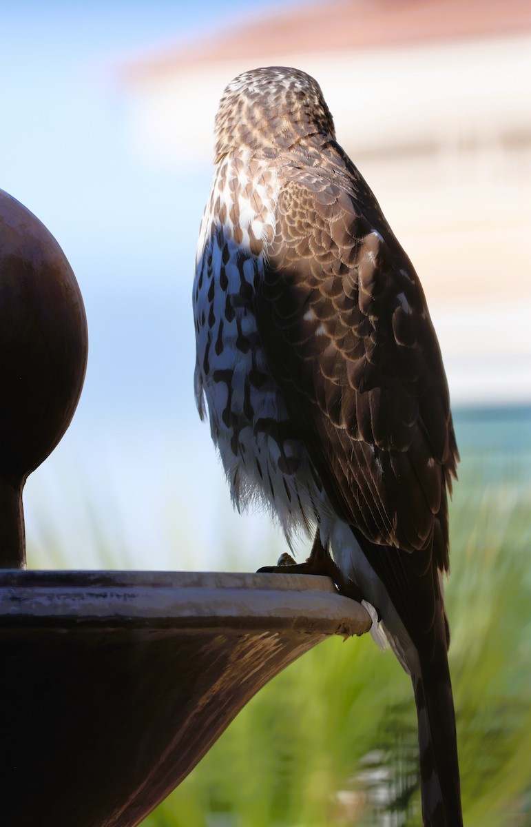 Cooper's Hawk - ML645809595