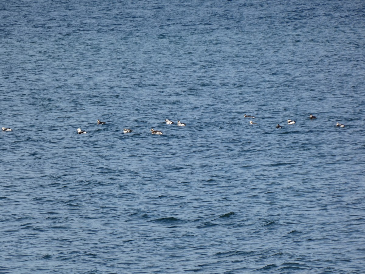 hoholka lední - ML645809600