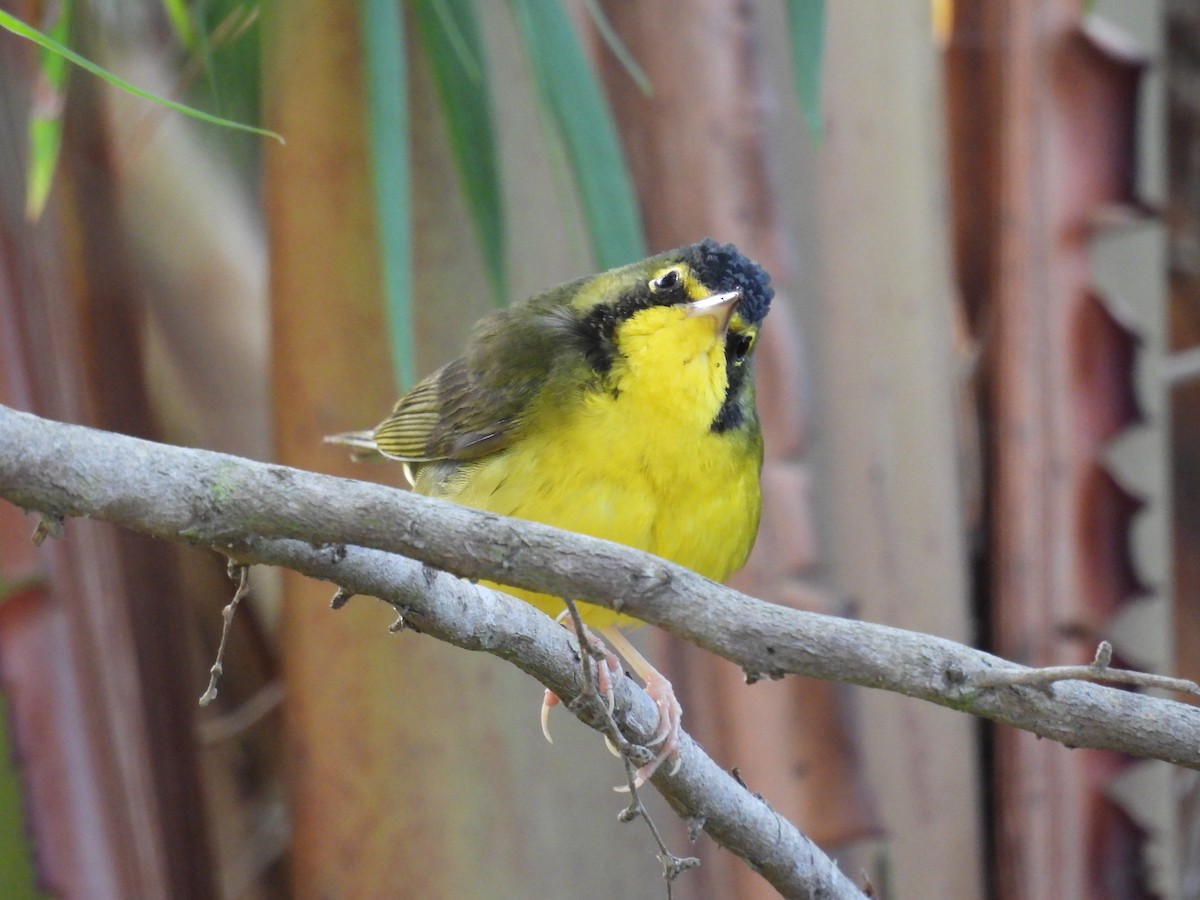 kentuckyparula - ML645809617