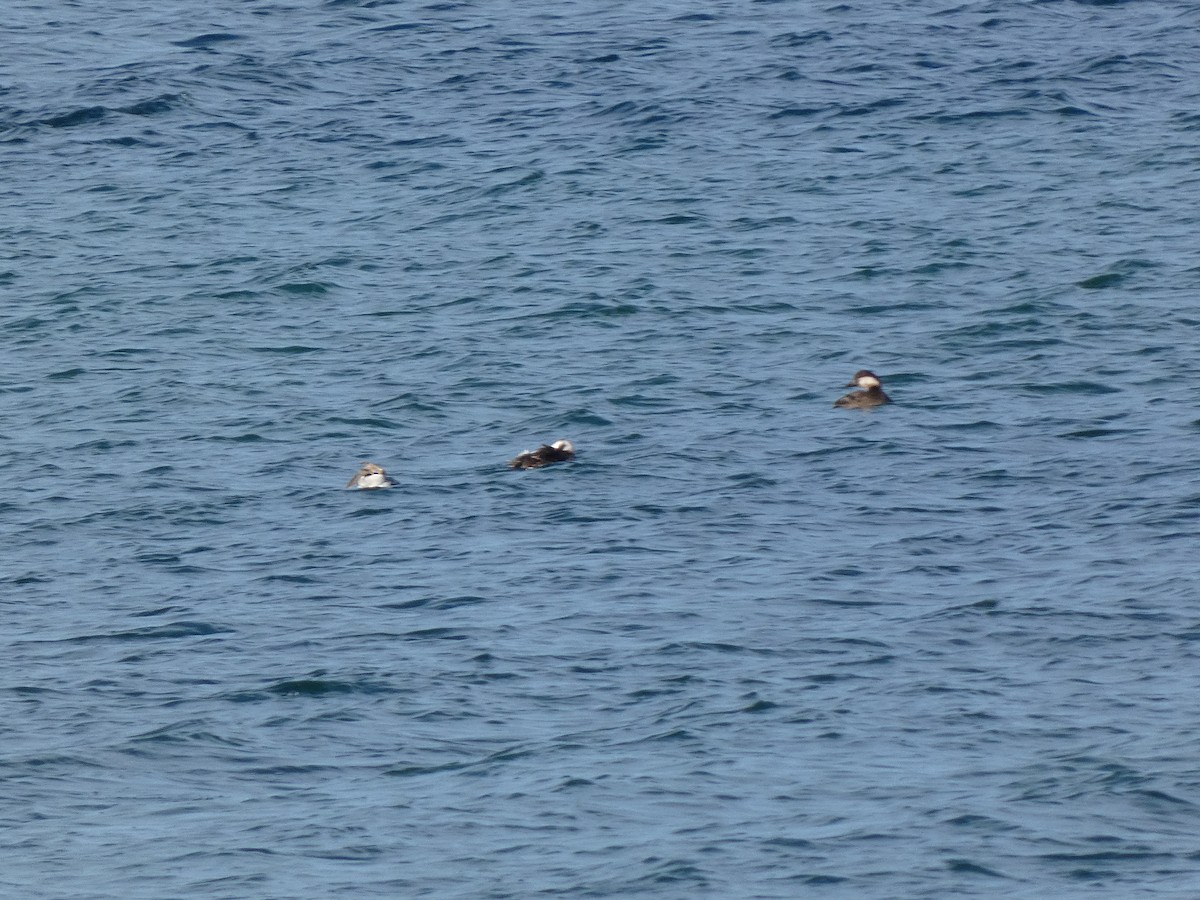 turpan žlutozobý - ML645809636