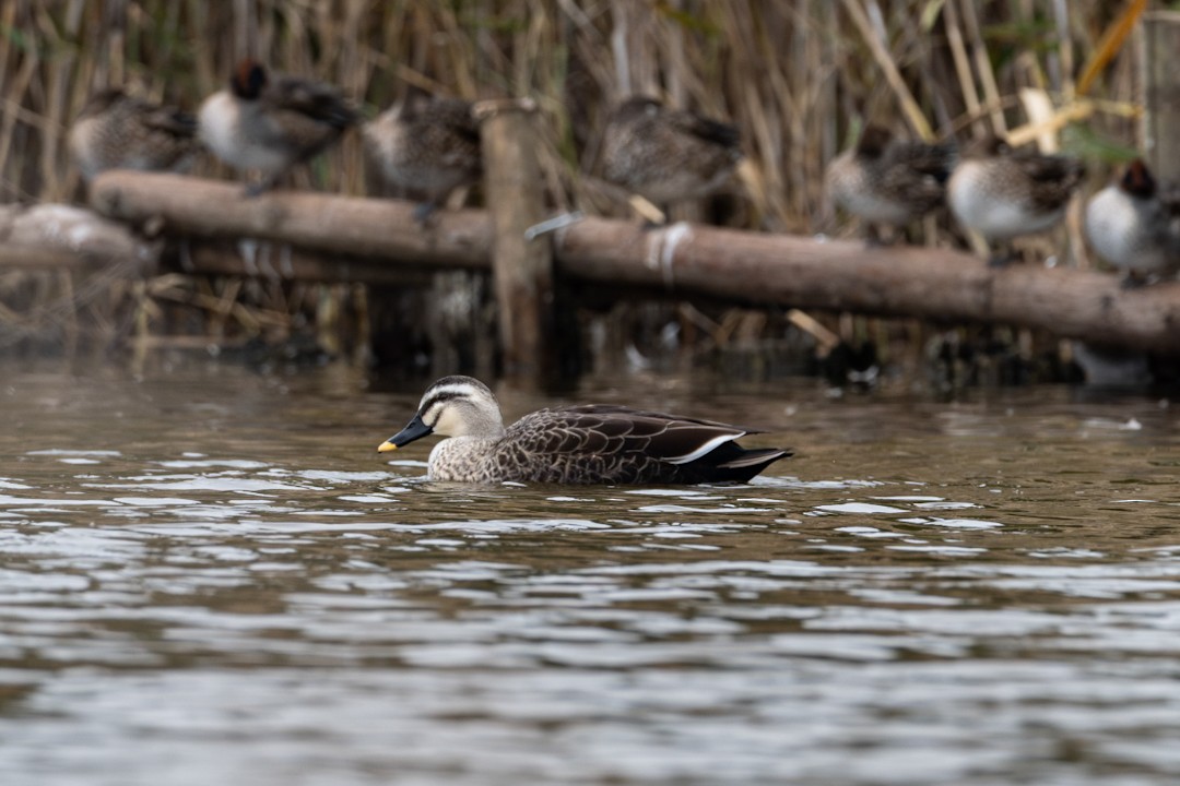 kinaand - ML645809637