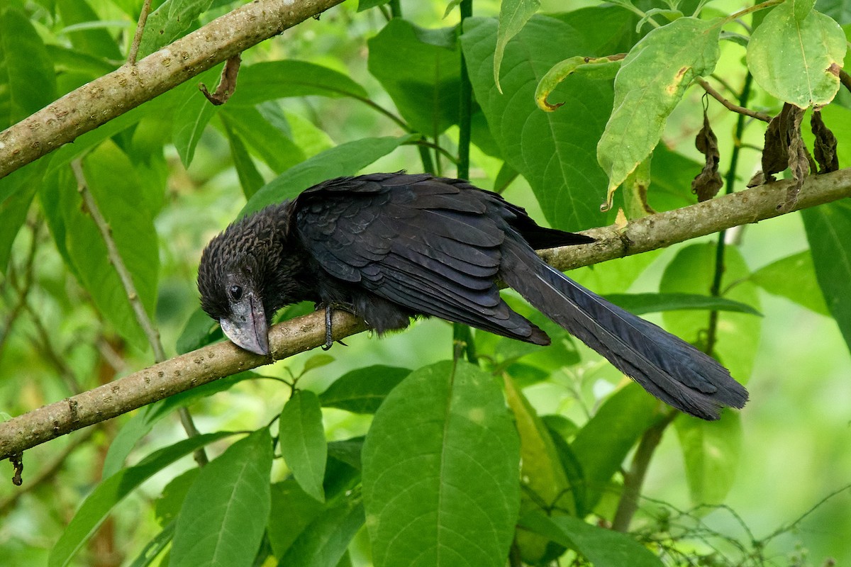 Ані товстодзьобий - ML645809639