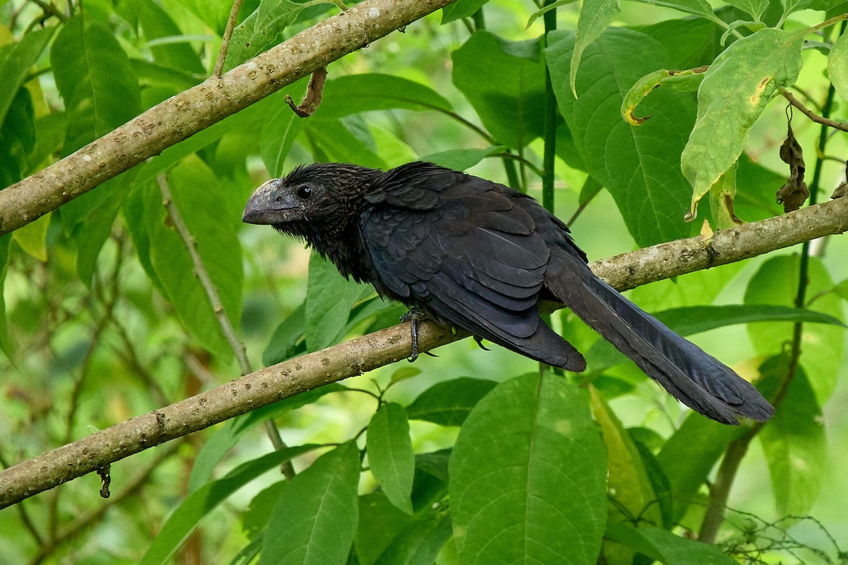 Ані товстодзьобий - ML645809640