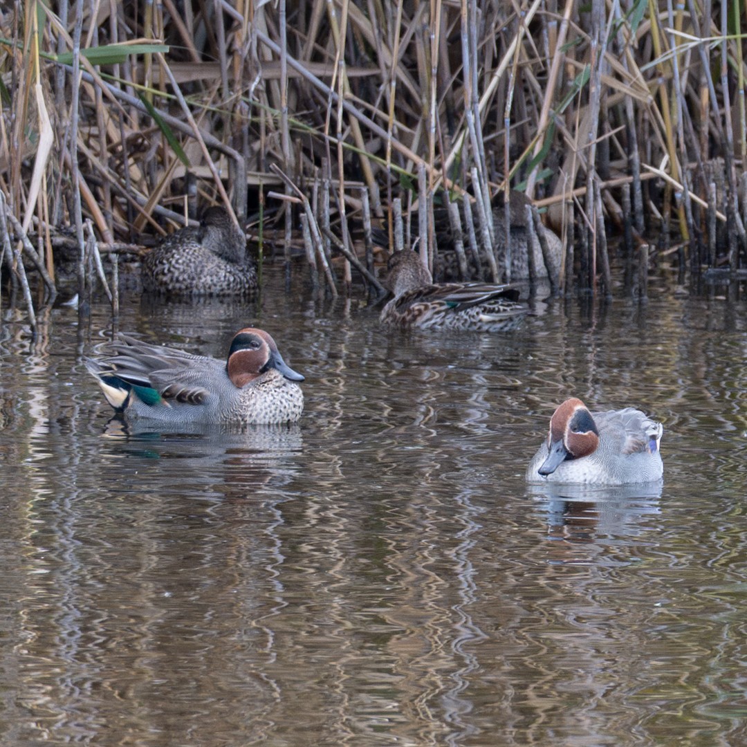 krikkand - ML645809647