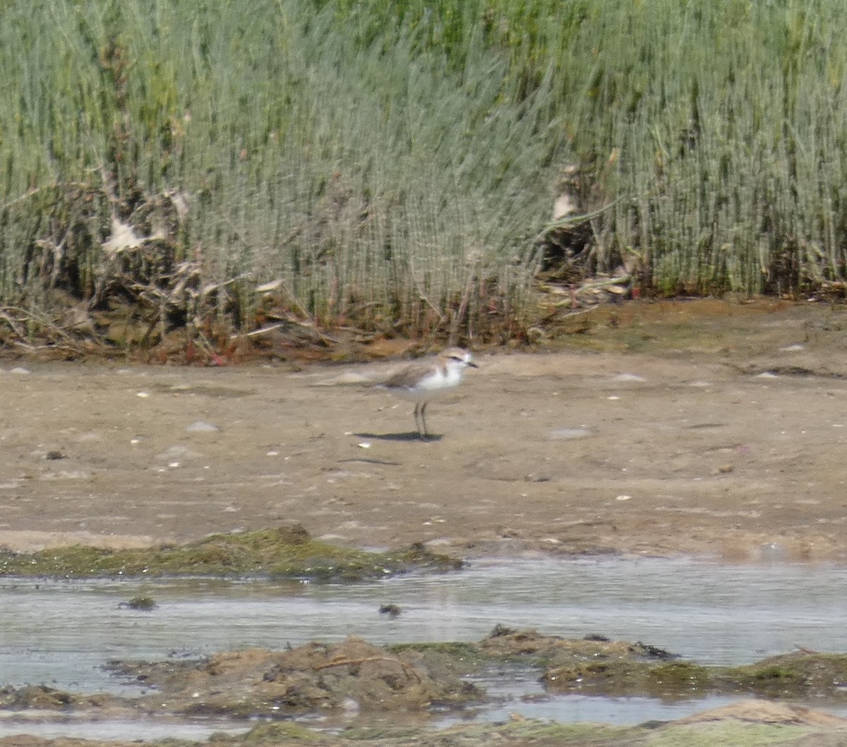 Red-capped Plover - ML645809649