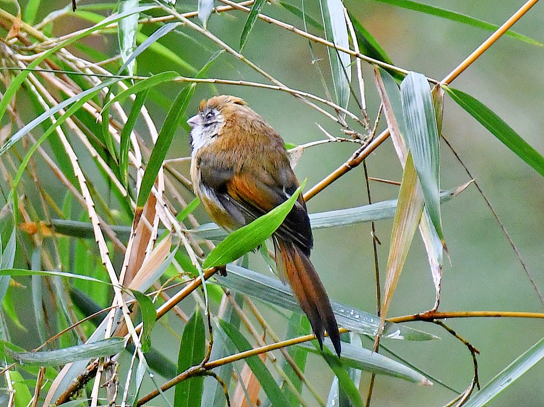 Golden Parrotbill - ML645809661