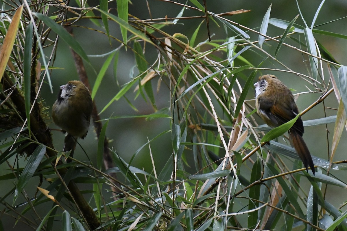 Golden Parrotbill - ML645809662