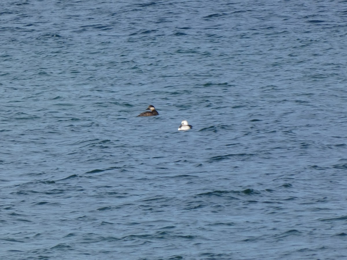 turpan žlutozobý - ML645809679