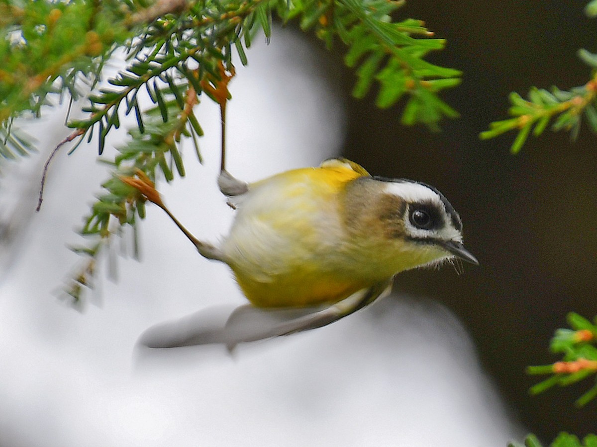 Flamecrest - ML645809680